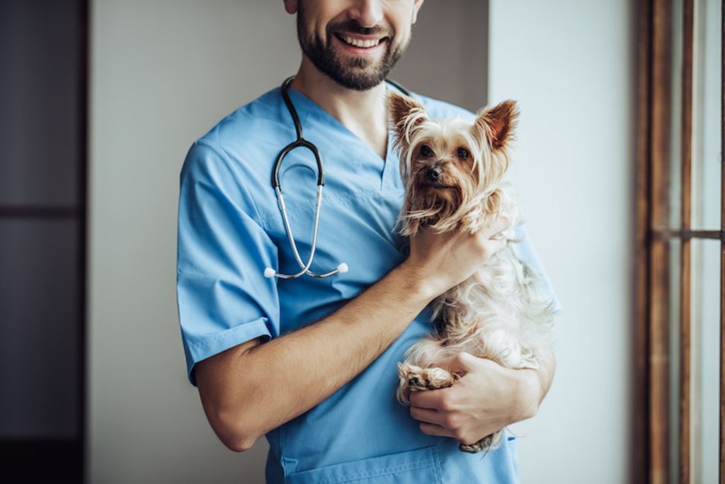 vermifuge_chien_veterinaire