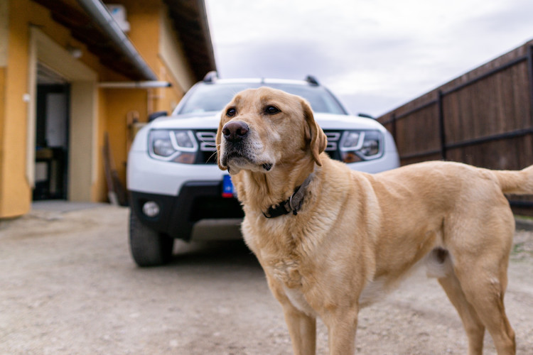 chien malade en voiture