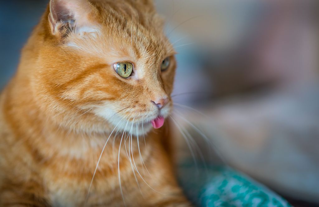 chat roux qui tire la langue