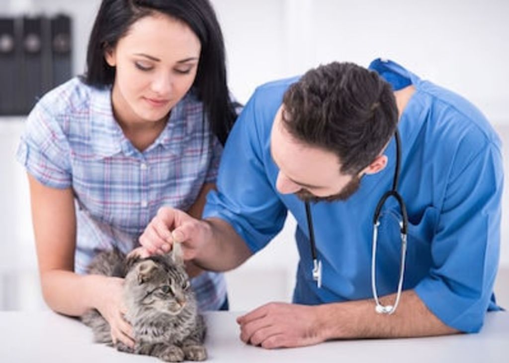 chat agé soins vétérinaires