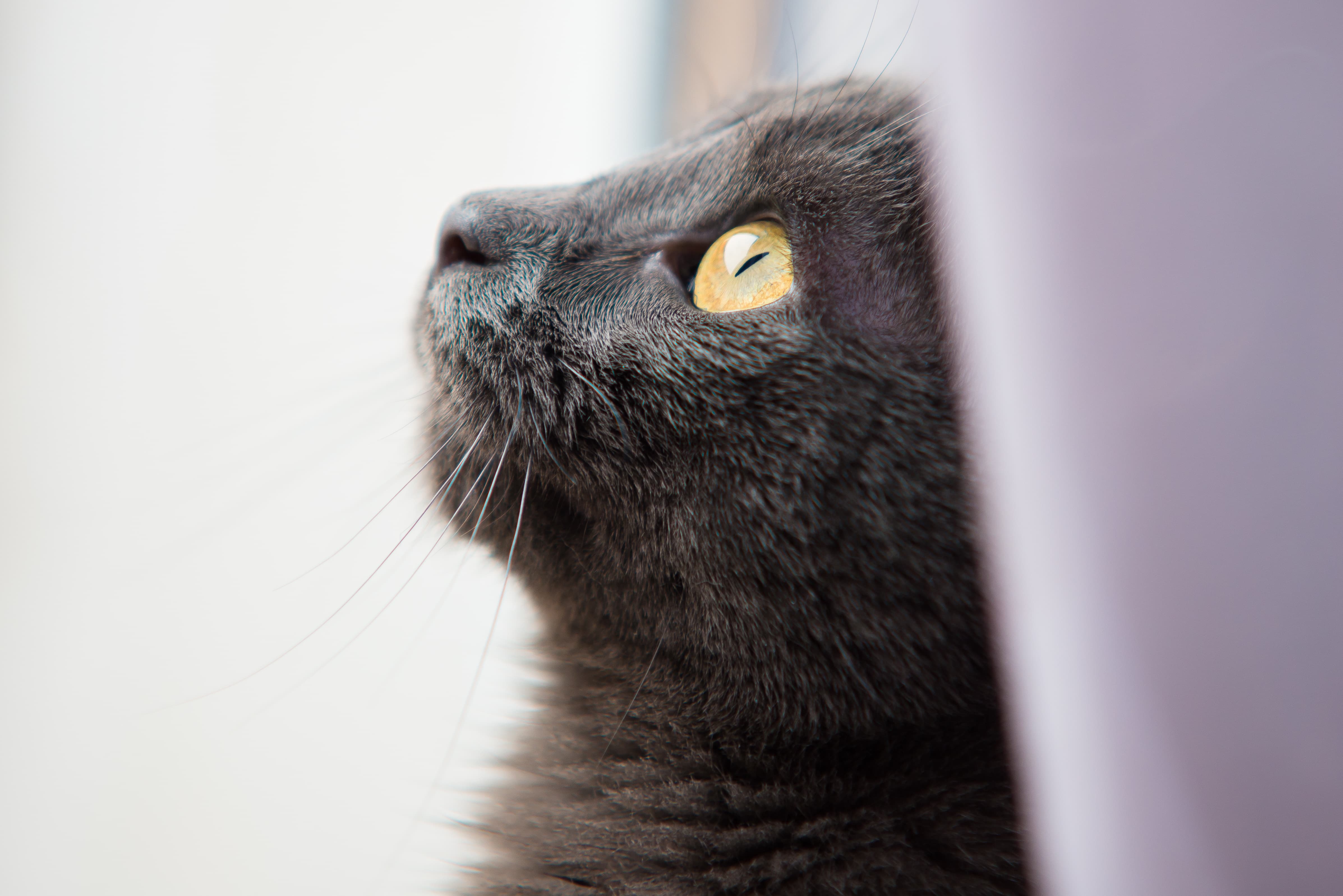 beau chat chartreux