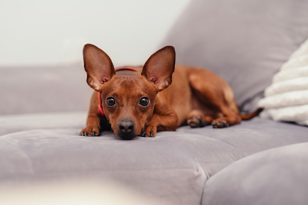 Pinscher Nain2
