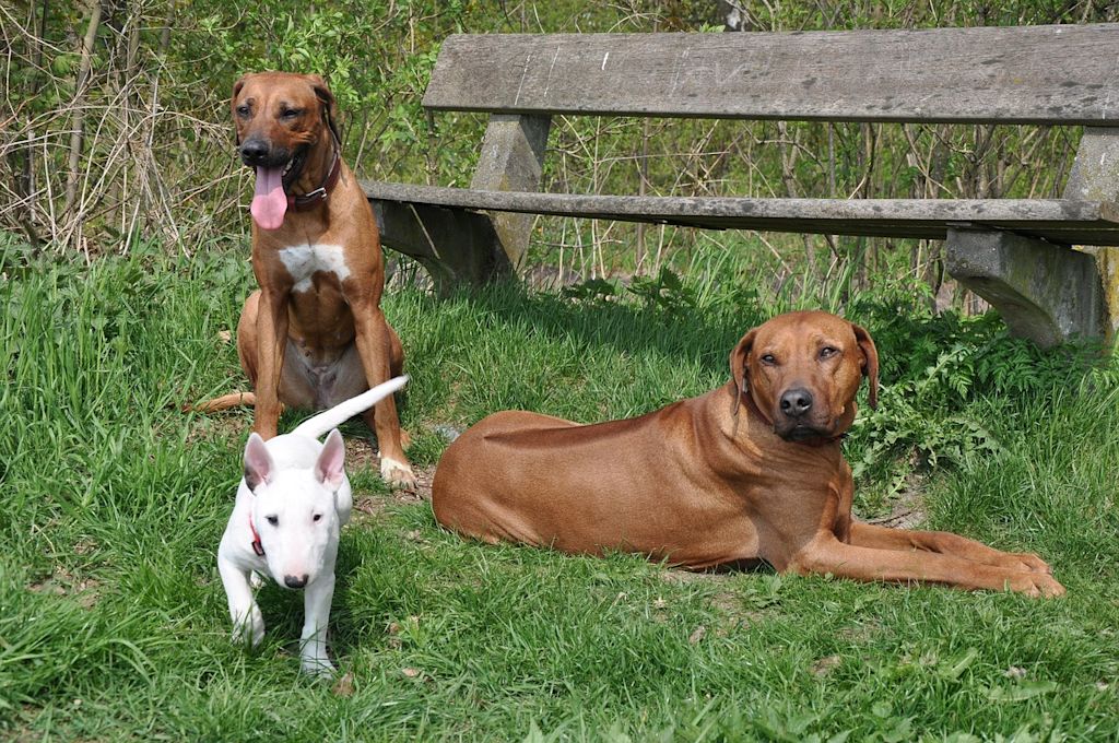 trois chiens banc