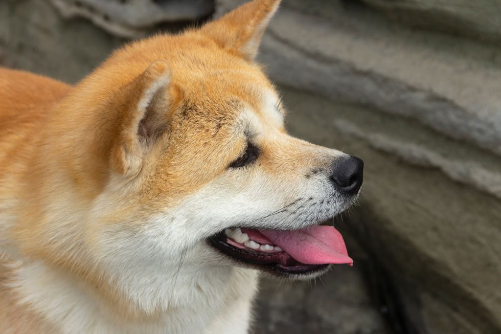 Akita en été