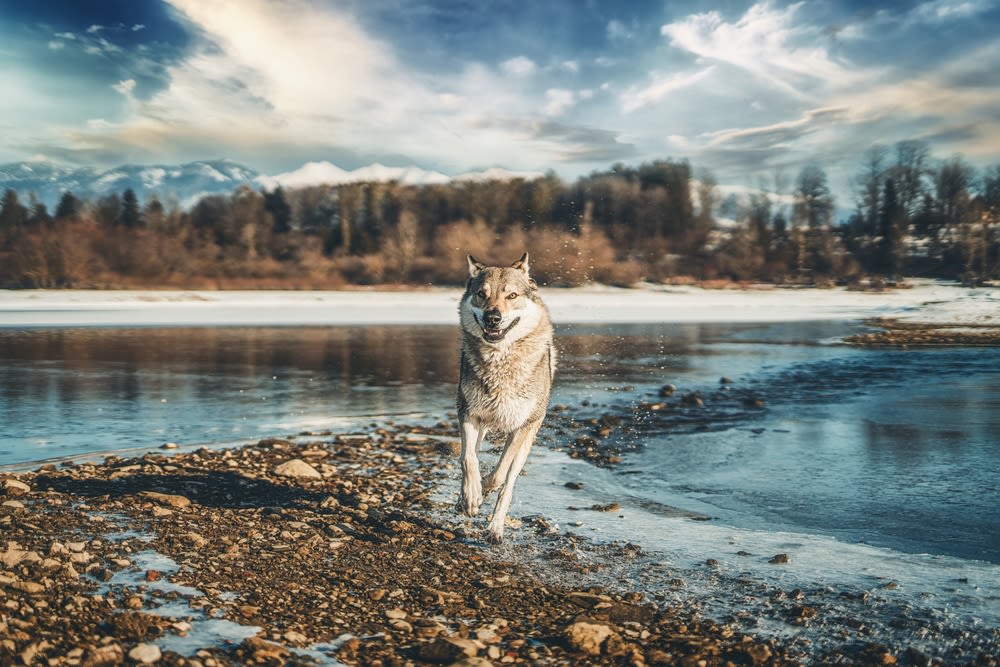 Tsjechoslowaakse Wolfhond kijkt alert in bos