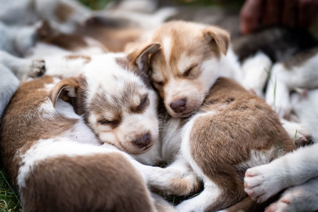 cucciolo con tosse canina