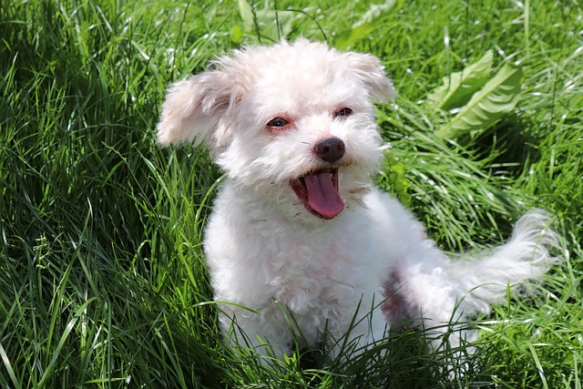 reverse sneezing chez le le chien