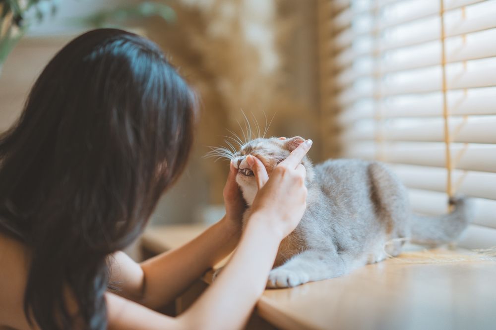 Controllo denti gatto