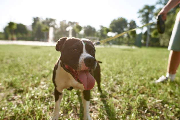 SV - staffordshire terrier