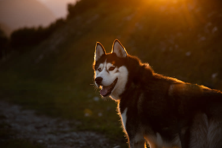 chien vision nocturne