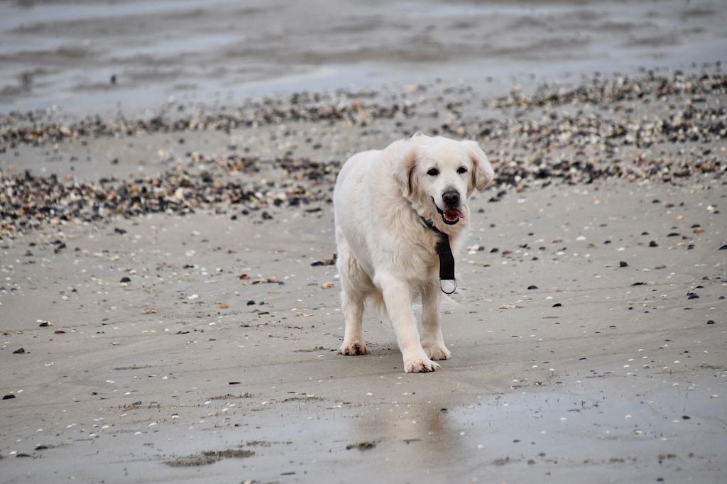 chien golden retriever blanc plage