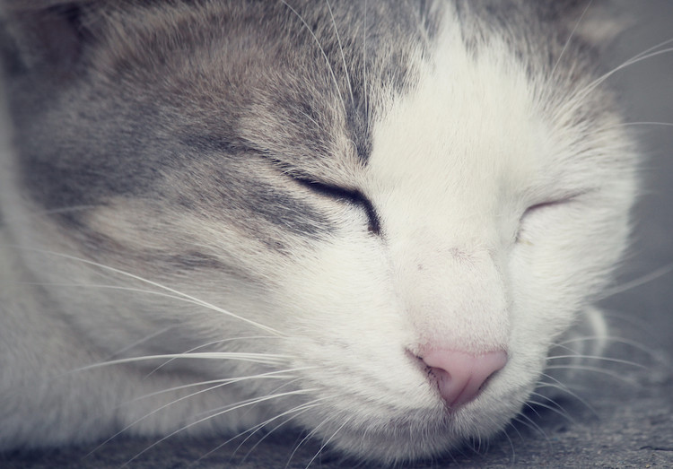 chat yeux fermés