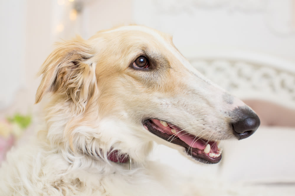 Barzoi bianco