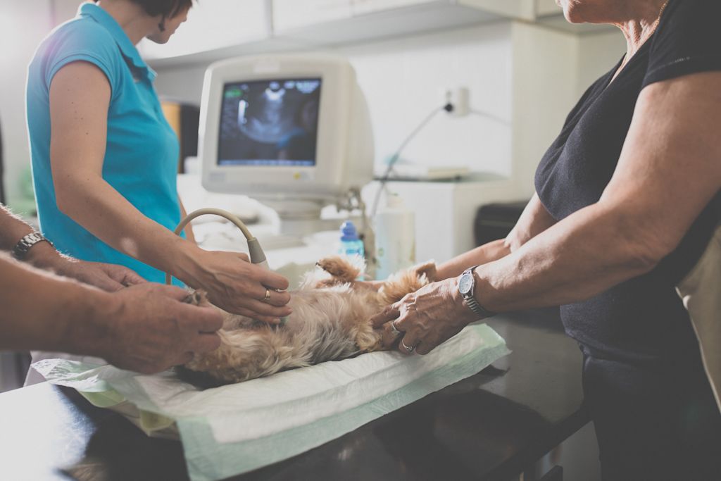 pyometre chienne echographie