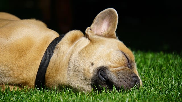 Bouledogue francais qui dort