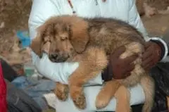 .SanteVet_-_sauvetage_d__un_chiot_par_l__association_One_Voice_-_DR_s