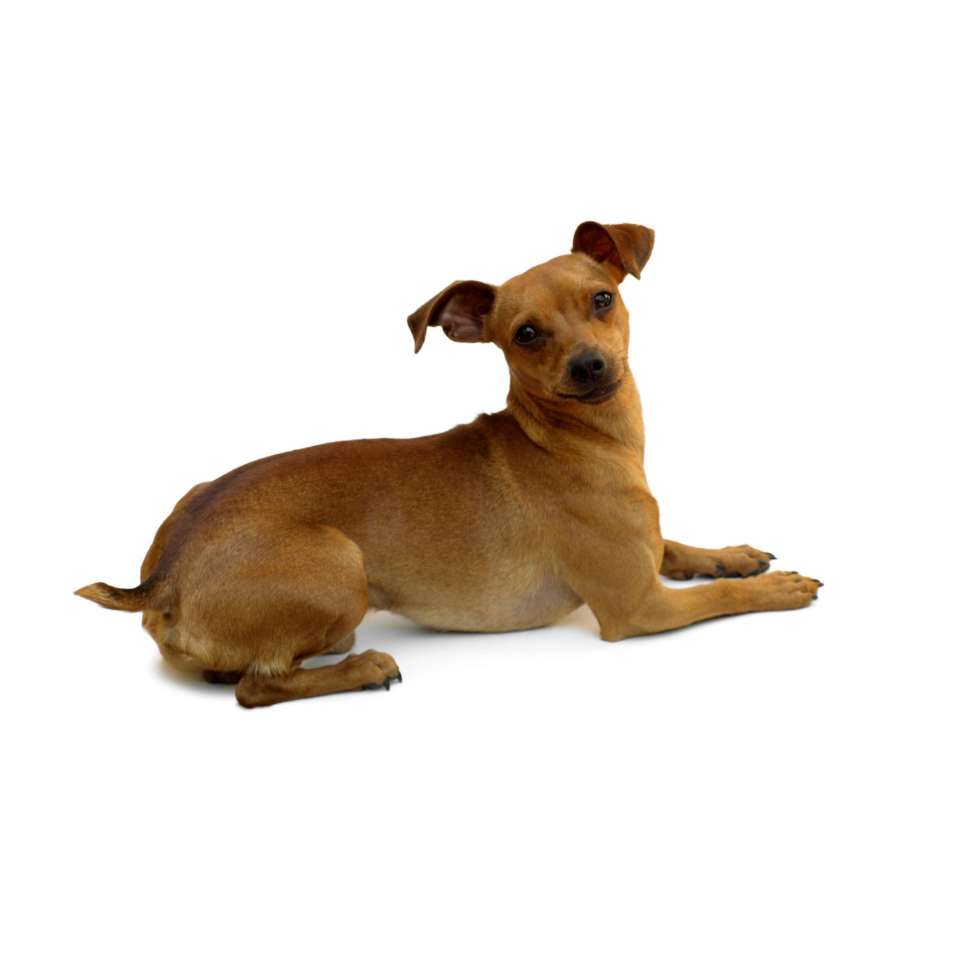 PINSCHER NAIN.jpg