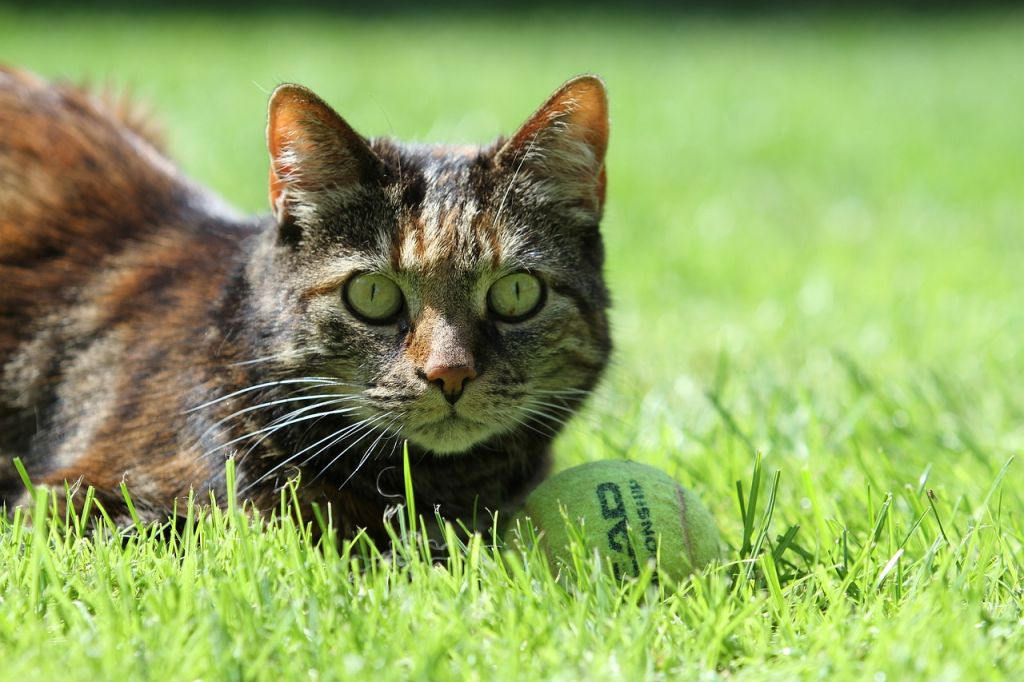 chat ecaille de tortue herbe