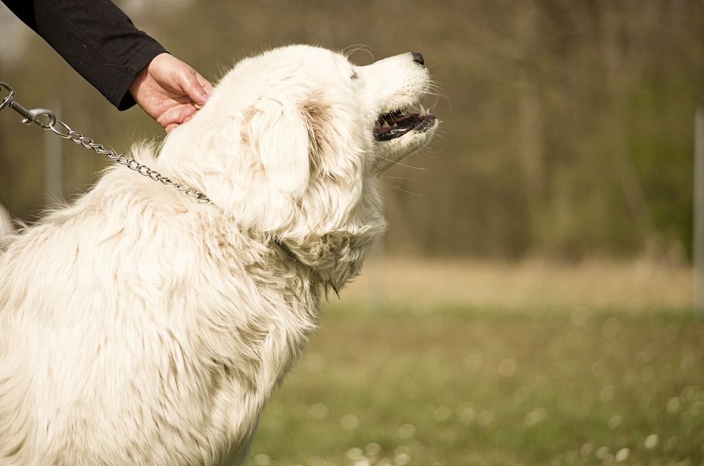 chien en promenade