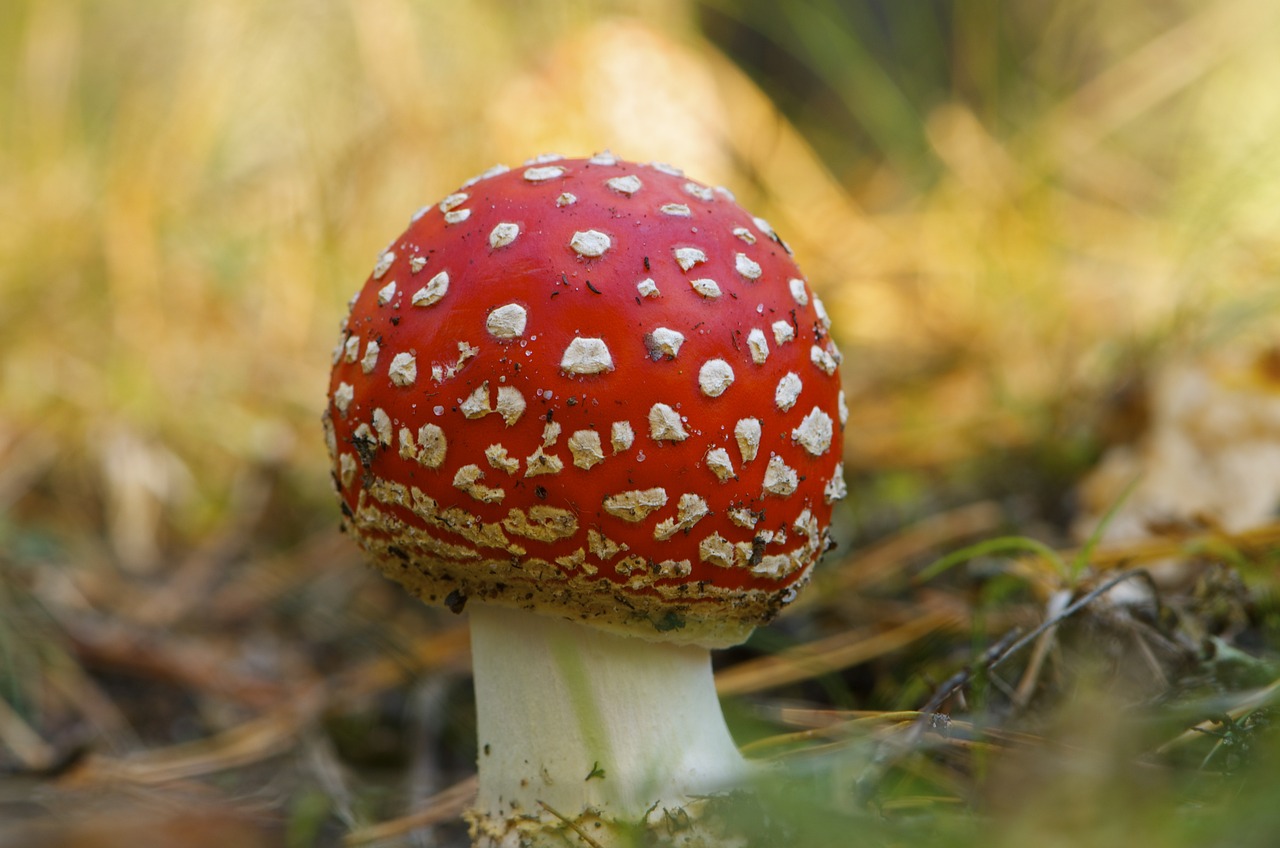 champignon toxique chien