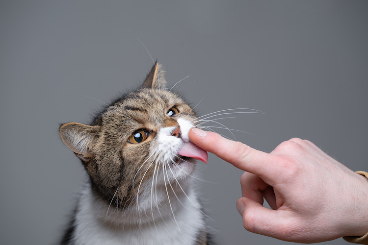 chat qui lèche