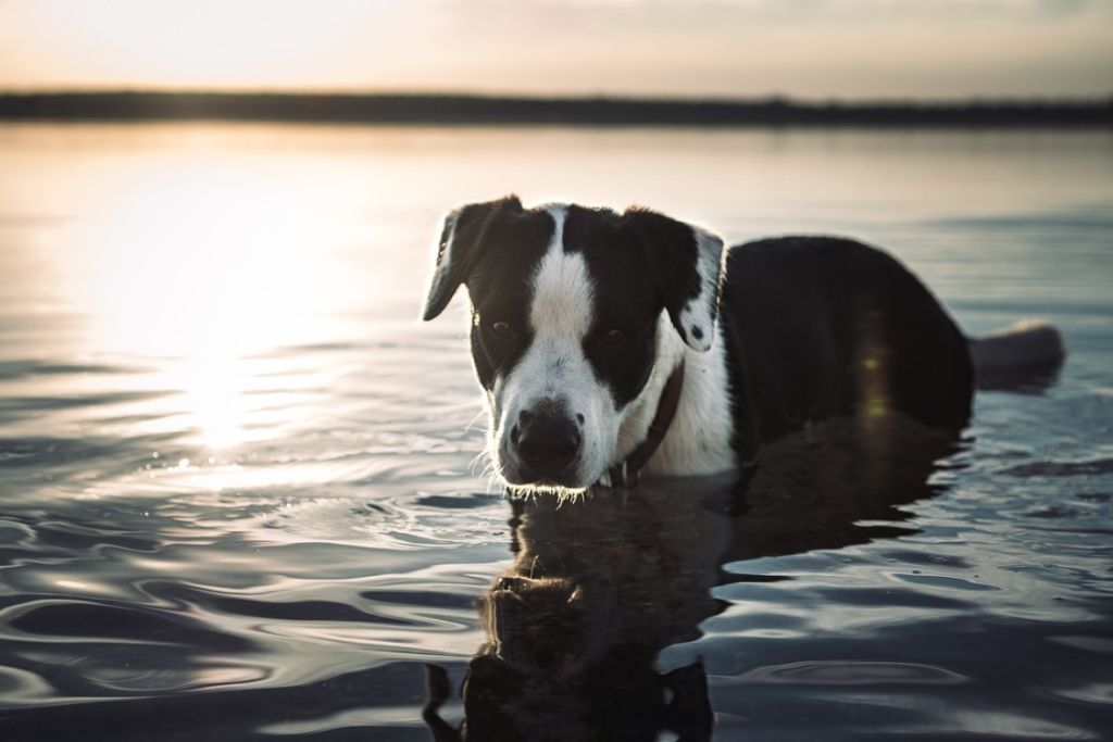 Chien dans l-eau