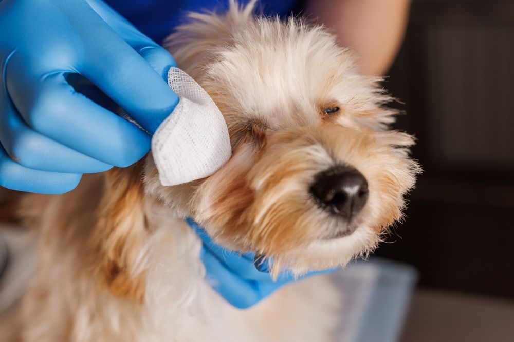 Perro veterinario