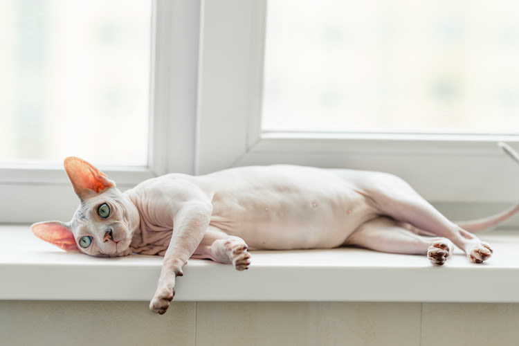 sphynx chat hyppoallergenique