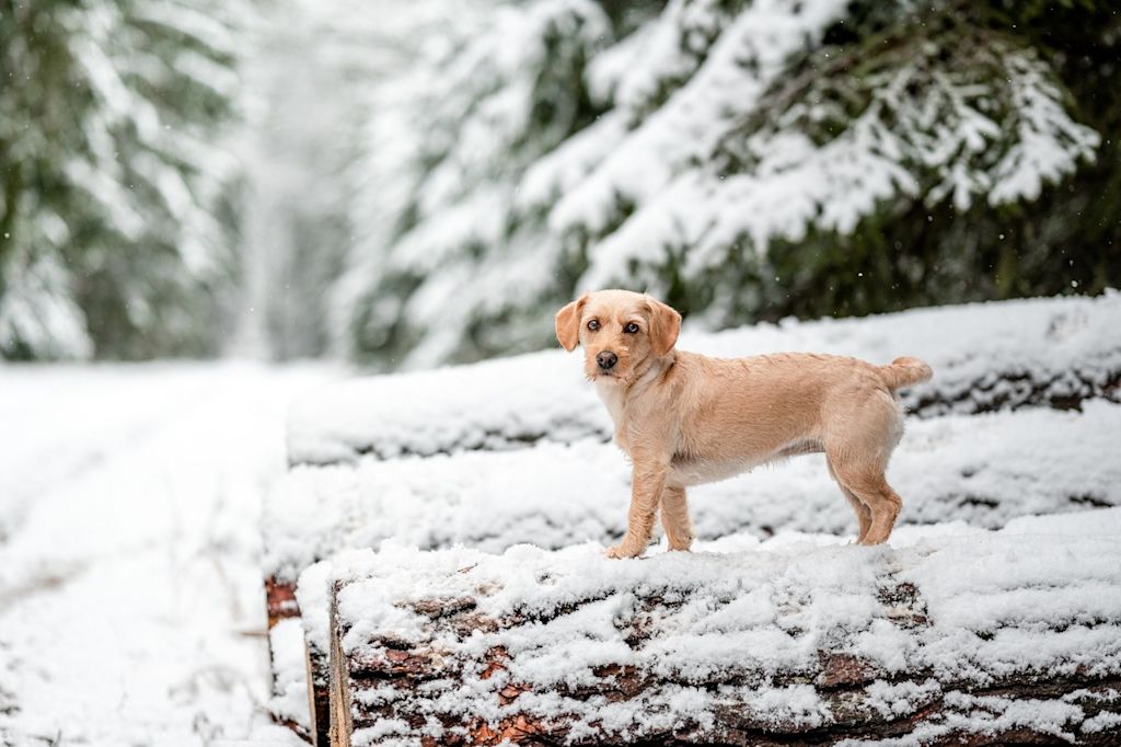 Chien dans la neige