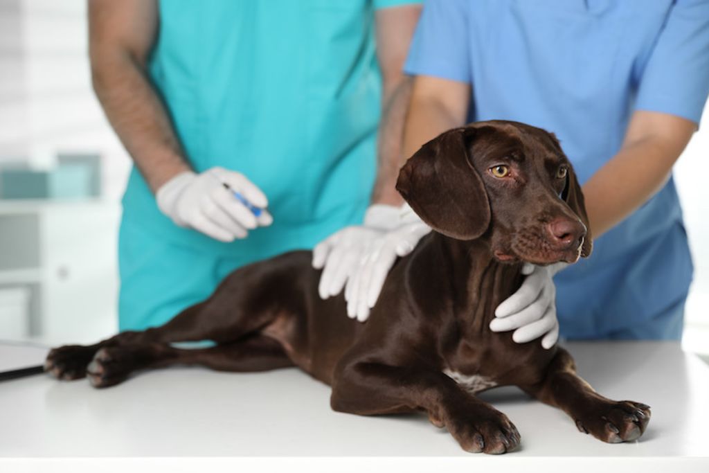 vaccination du chien