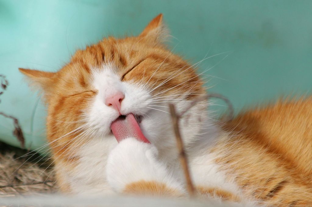 chat qui se nettoie