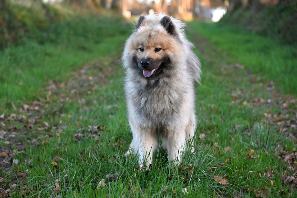 Spitz-Loup