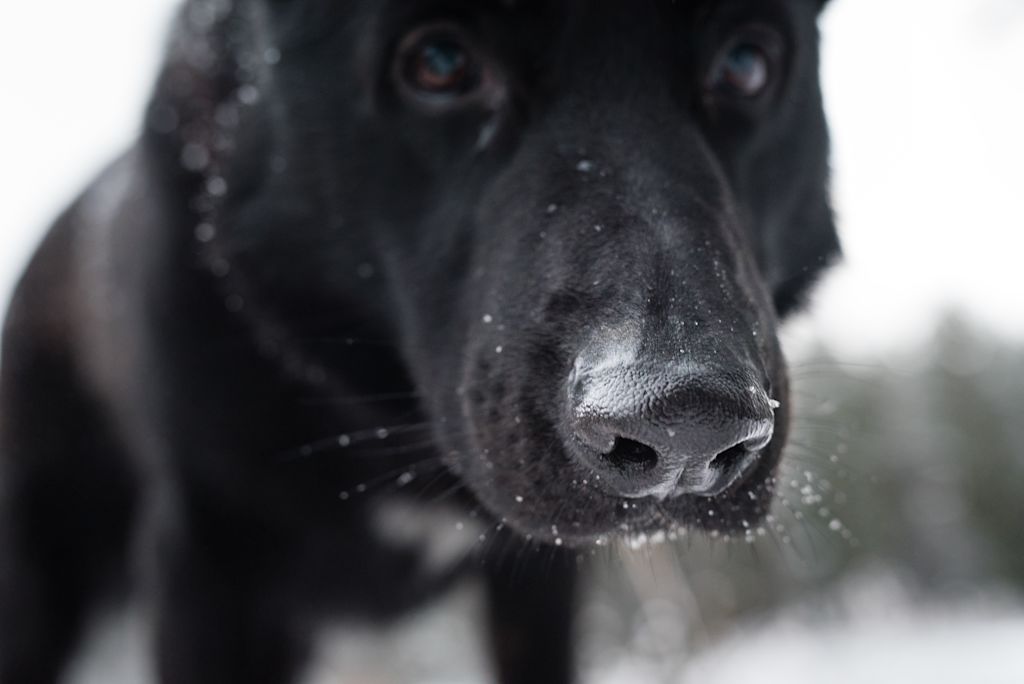 chiot labrador