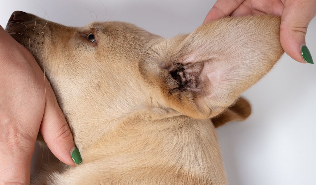 chiot labrador