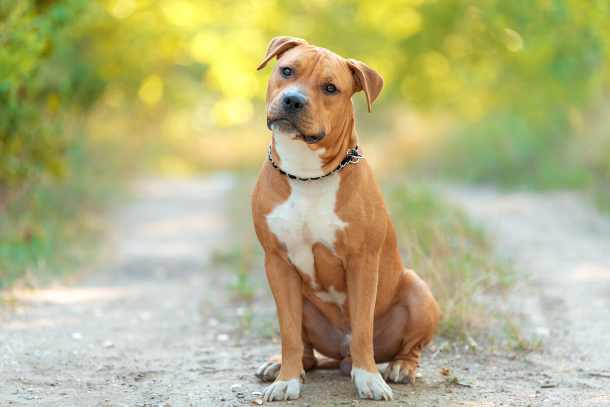 Pitbull temperamento cuidados precios y vida cotidiana Santevet