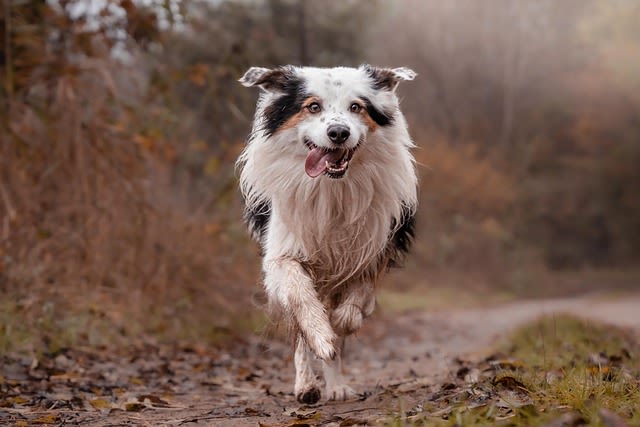 border collie