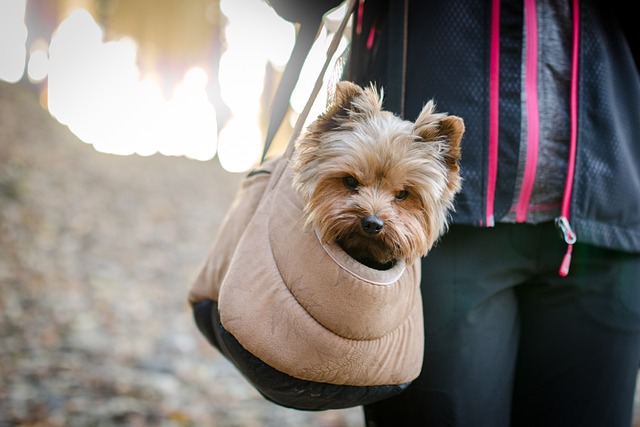 sac de transport pour chien