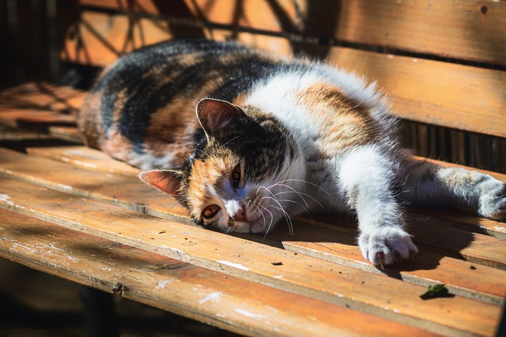 chat tricolore allongé au soleil