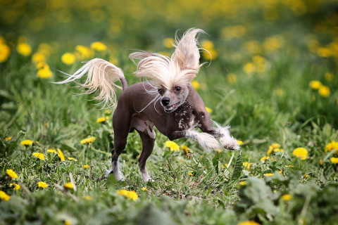 Le Chien chinois cr te caract re entretien maladies Sant vet