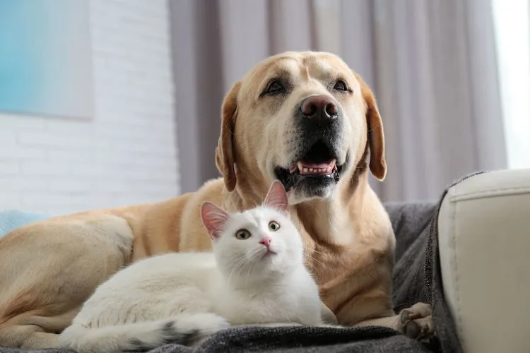 Vermifuge chat : traitement contre les vers pour chat
