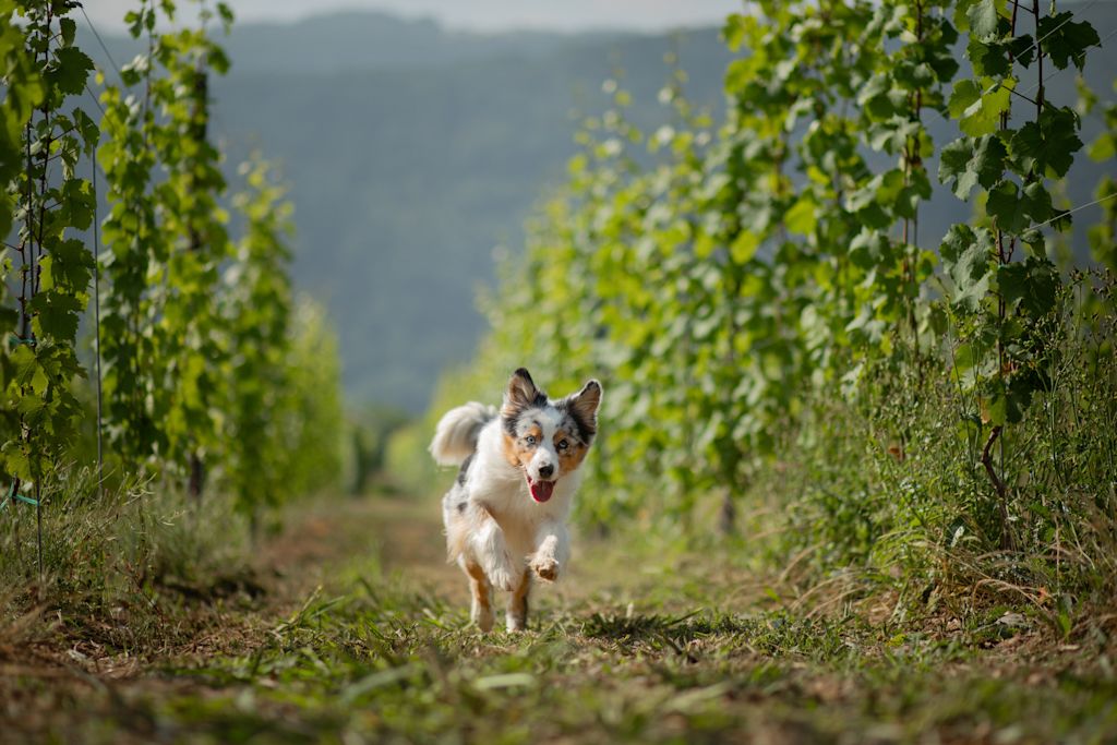 Chien dans les vignes