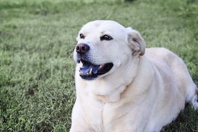 respiration difficile chez le chien