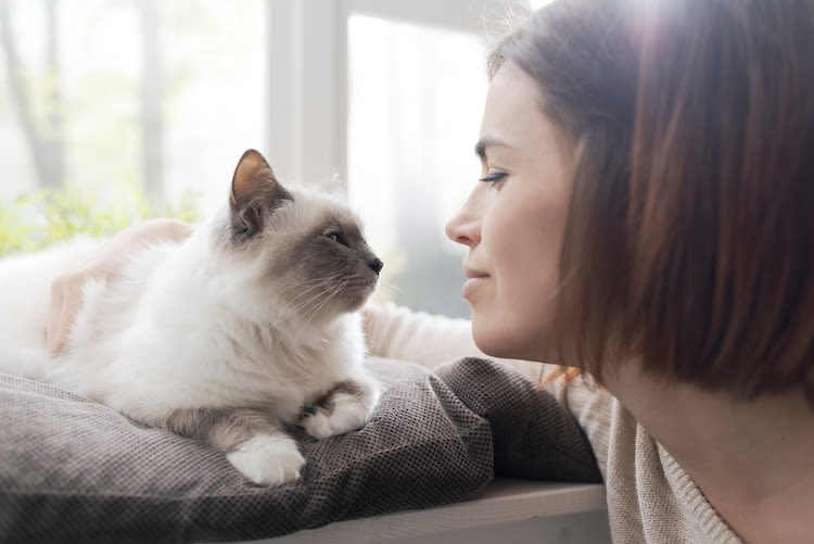 allergie et vie avec un chat