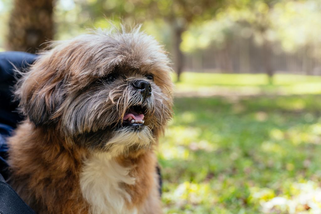 shih tzu kératoconjonctivite sèche