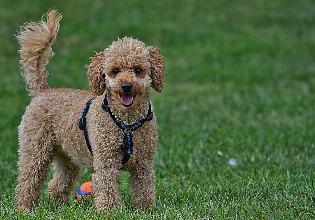 caniche abricot dans herbe