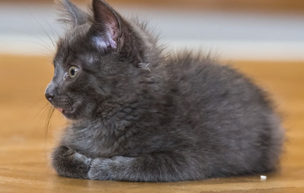 chaton nebelung