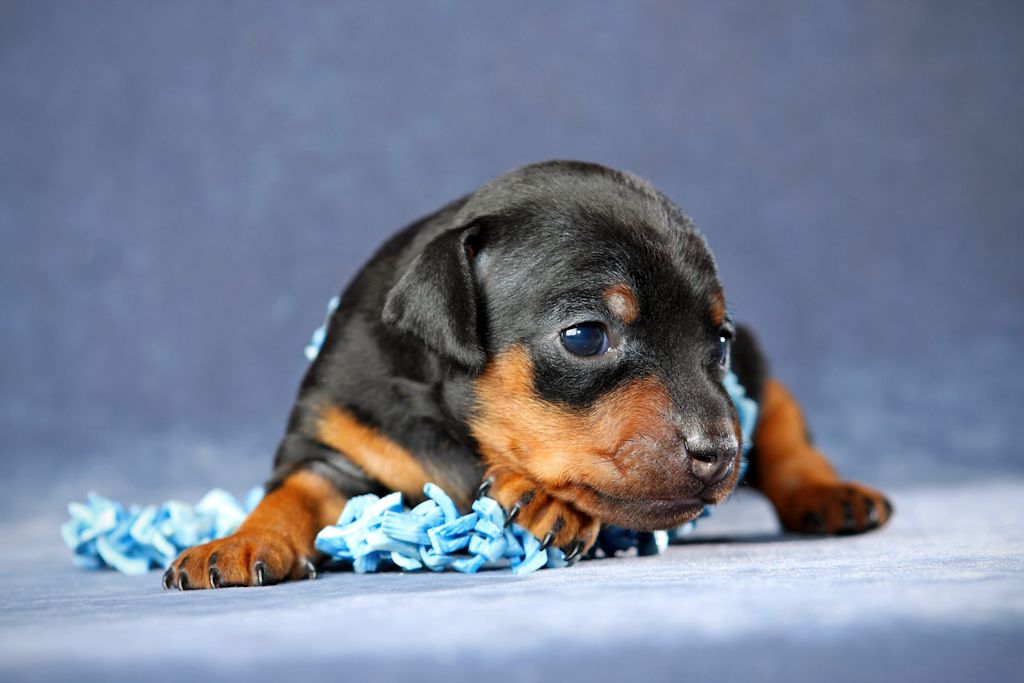 chiot pinscher nain