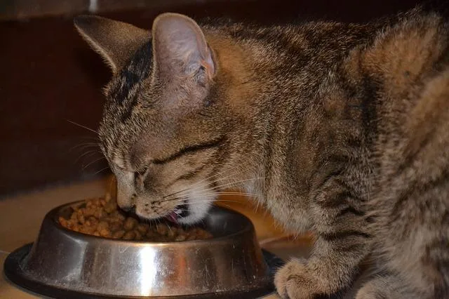 Quelles précautions pour changer l'alimentation du chat - Santévet