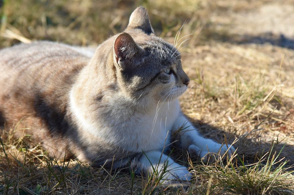 chat de gouttiere dehors herbe