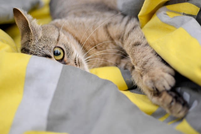 Chat qui souffre